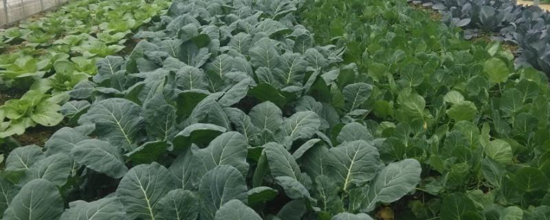 蔬菜出苗后怎样追肥,出苗几天后见光