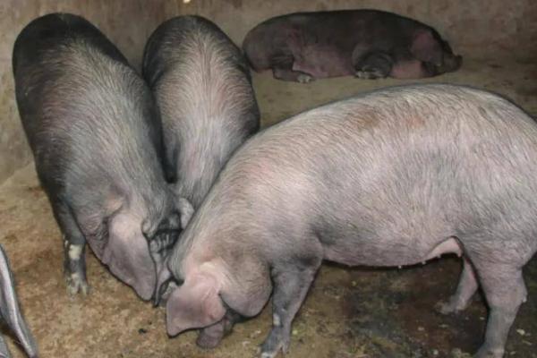 黑猪有几个品种