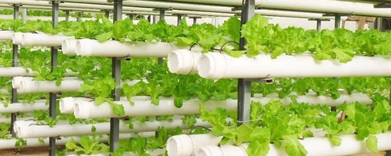 沼液可以直接用于水培蔬菜吗,沼液是酸性还是碱性