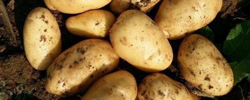 土豆秧苗怎样管理才能高产,土豆秧苗可以移栽吗