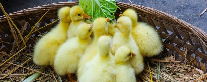 鹅出壳后一直站不起来,鹅出壳后多长时间喂水