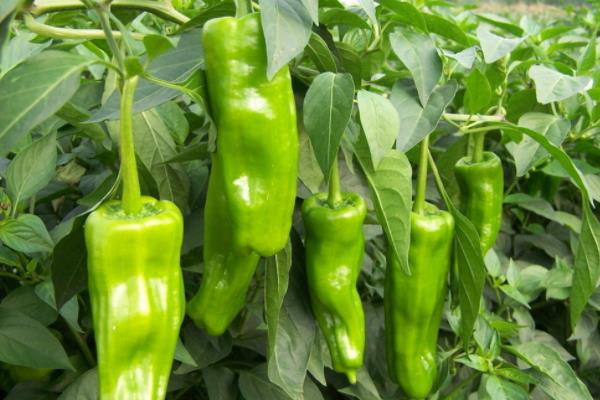 八月份种什么菜合适露天