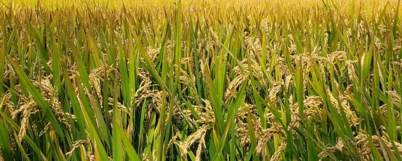 中稻几月播种几月收,第二次打药是什么时候