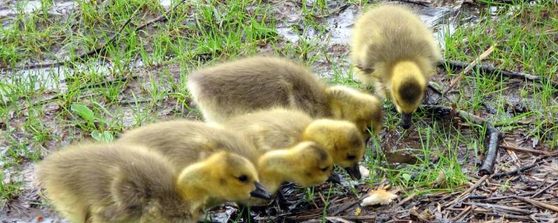 小鹅不吃食,精神不好要吃什么药,感冒了吃什么药