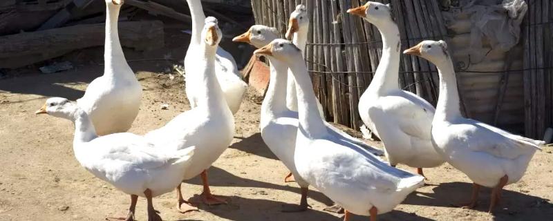 大鹅站不起来用什么药，鹅瘟会出现什么症状