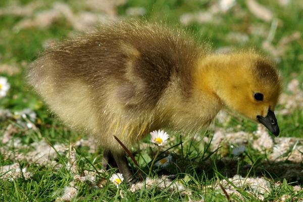 小鹅吃什么,小鹅怎么养
