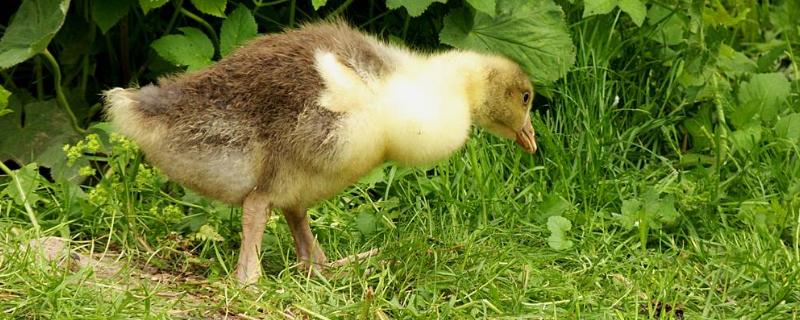 小鹅拉白稀屎吃什么药,是什么原因引起的