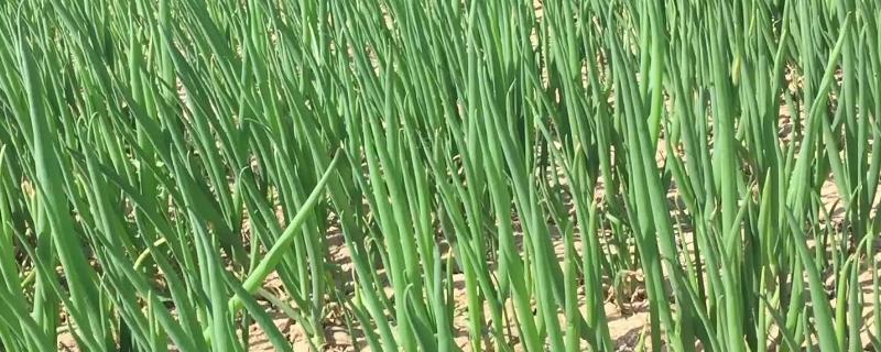 小葱追肥用复合肥还是用尿素,追肥后几天能吃