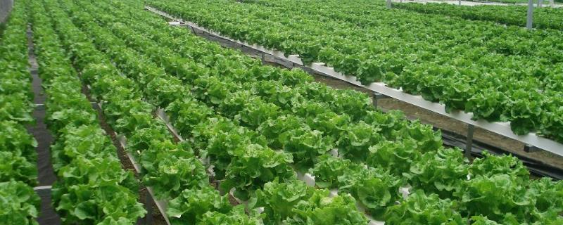 蔬菜无土栽培日常管理技术,附营养液配方
