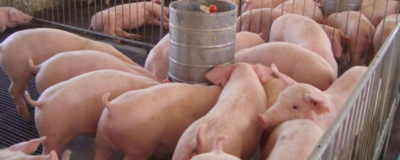 养猪场灭蚊灭蝇最有效的方法,养猪场需要办理什么手续