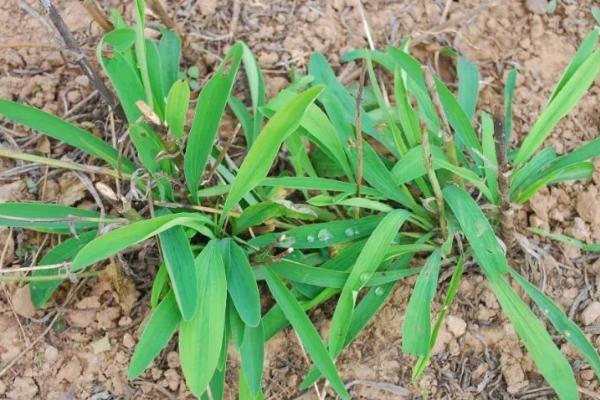 河南中药材种植