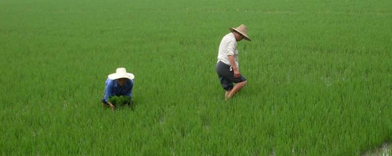 苄嘧磺隆打什么草,苄嘧磺隆和吡嘧磺隆的区别