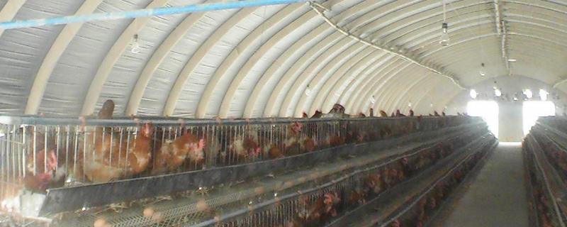 温氏大棚鸡舍的建造，鸡舍用什么消毒