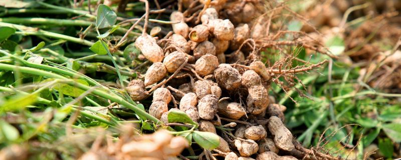 夏花生种植时间和方法,生长期是多少天