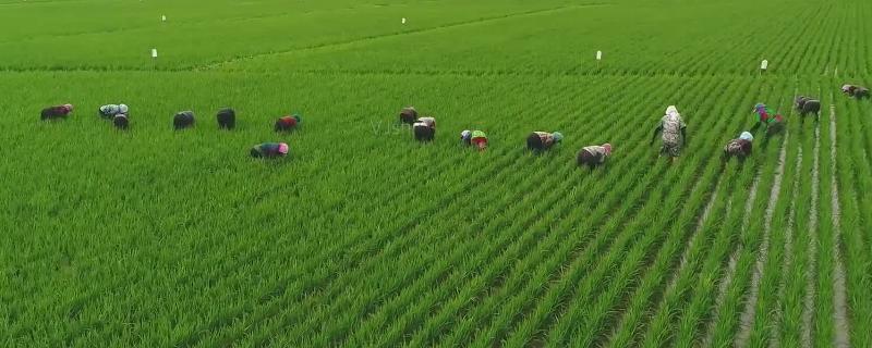 气温低打除草剂有影响吗,打除草剂多久下雨不影响效果