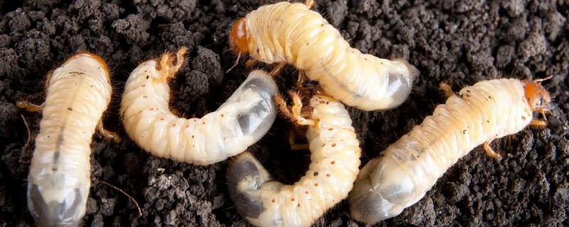 花生蛴螬防治时间与方法,花生蛴螬是什么害虫