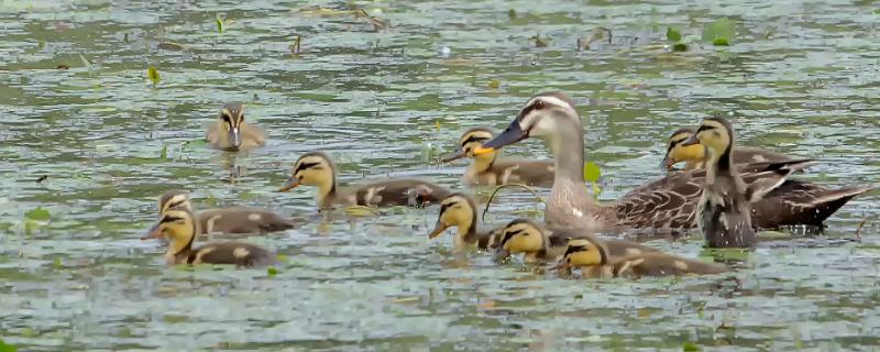 鸭子吃什么草长得快,鸭子吃泡沫箱会不会有害