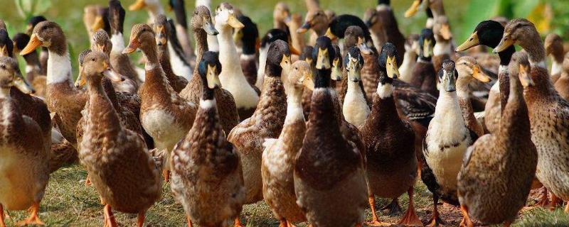 鸭子吃什么东西作为食物,鸭子放养好还是圈养好
