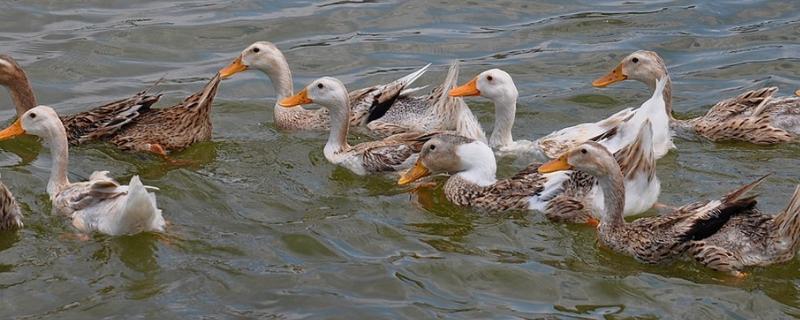 鸭子生长有几个阶段,长大了会变颜色吗