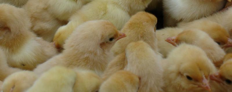 出壳鸡苗喂养注意事项,出壳鸡苗怎么脱温
