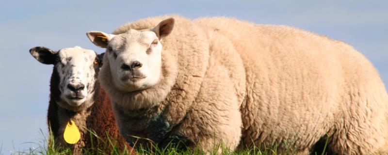 羊口蹄疫的快速治疗方法,羊口蹄疫潜伏期多少天