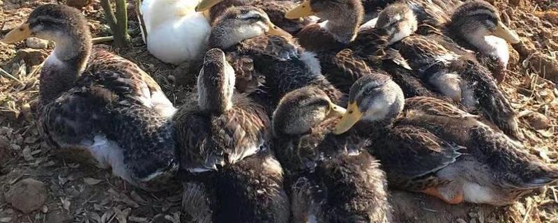 如何防止鸭子吃自己的蛋,是什么原因导致的