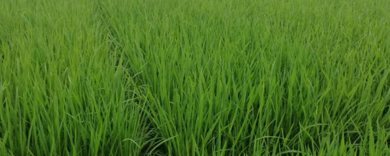 水稻最怕什么农药不能生长，附种植和管理技术
