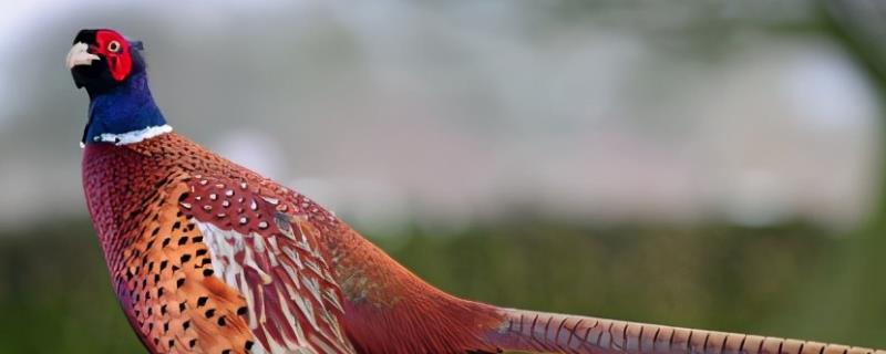 野鸡下蛋在什么地方,产蛋高峰期是什么时候