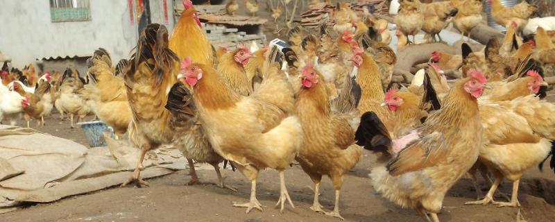 如何让蛋鸡多产蛋,产蛋期母鸡的光照时间是多长