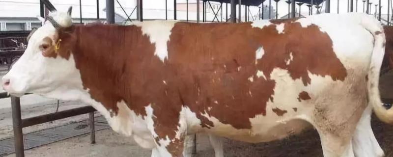 母牛多次配不上种用什么药,怎样人工配种