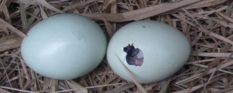 小鸡啄破小洞多久出壳，啄破小洞还要孵化吗