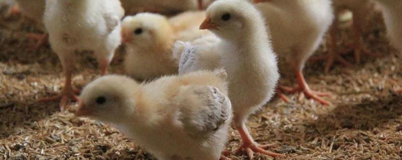 孵小鸡多少天踩水合适,踩水一次多久