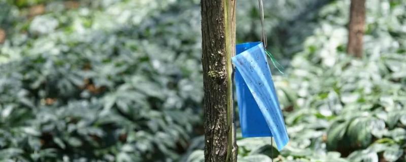 粘虫板蓝和黄有何区别,粘虫板的使用方法