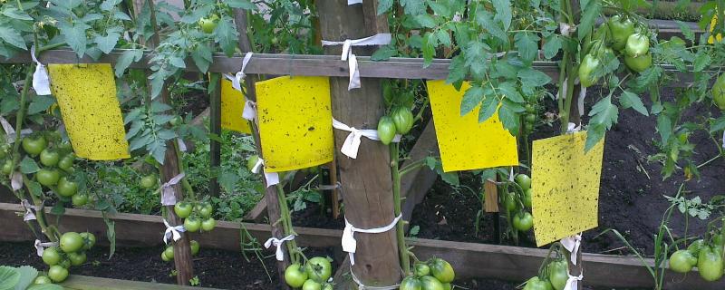 粘虫板的使用方法说明,什么时候挂最合适