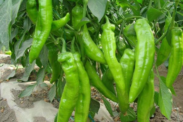 芒种季节种什么农作物