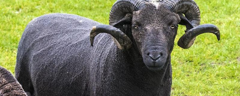 种公羊的饲养管理,种公羊什么品种好