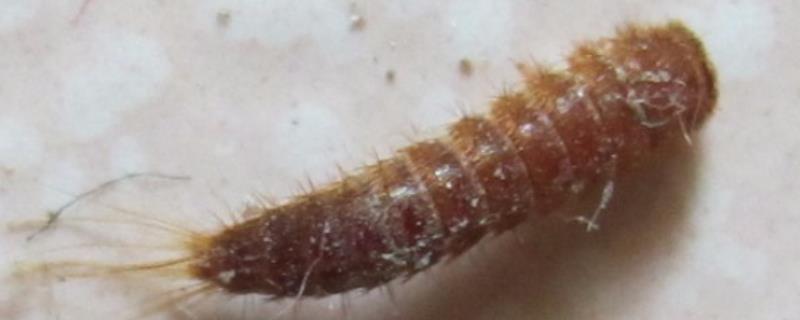 皮蠹幼虫怎么消灭,皮蠹幼虫对人体有害吗