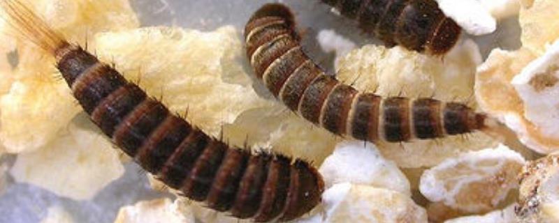 为什么床上有皮蠹幼虫,怎么消灭