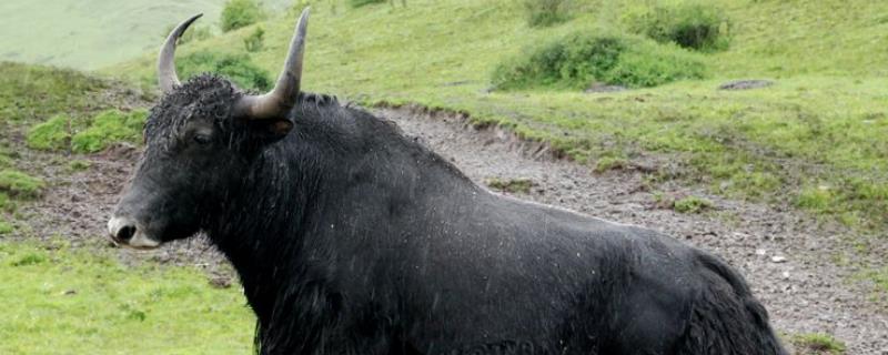 如何判断牦牛的年龄,附耗牛的育肥技术