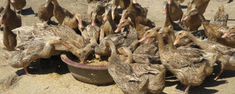 夏天养鸭子的注意事项,养鸭子的地方苍蝇多怎么办