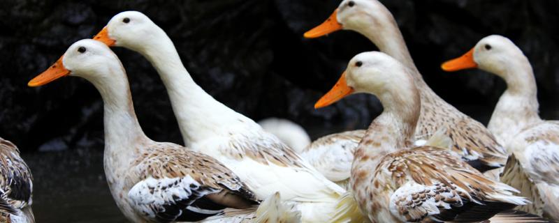 鸭子咬别的鸭子的毛什么原因,如何有效防治