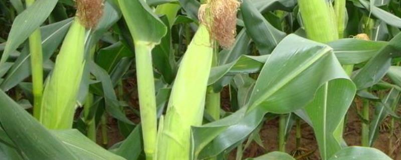 玉米顶腐病是什么原因造成的,附症状及防治方法