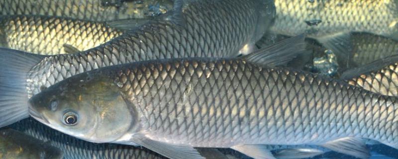 一亩鱼塘放多少草鱼苗合适,喂什么饲料好