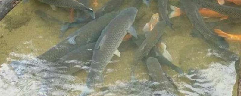 鱼塘下肥碳铵和磷肥怎么用,碳酸氢铵和磷肥可以在虾塘用吗