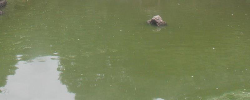 鱼塘水面绿膜怎么去除,水质净化用什么药