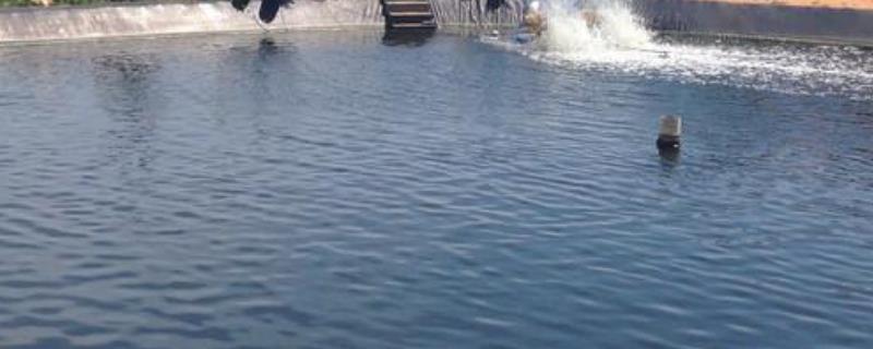 开春鱼塘杀虫用什么药,鱼塘杀虫什么时间合适