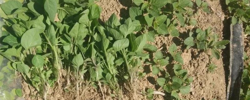 土壤处理剂有哪些，和封闭处理剂有什么区别