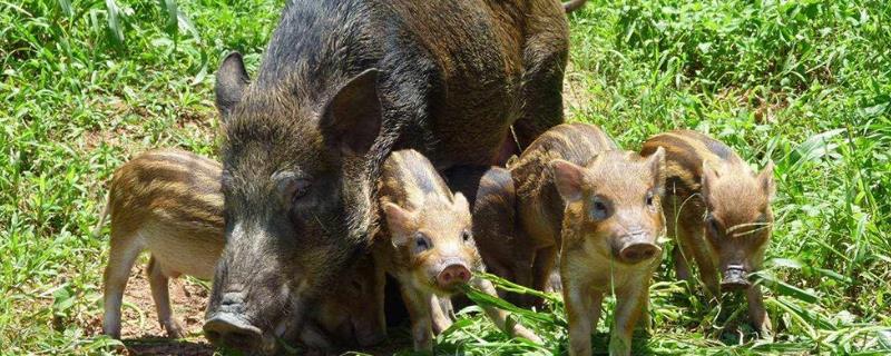 玉米地如何防野猪,如何防鸟