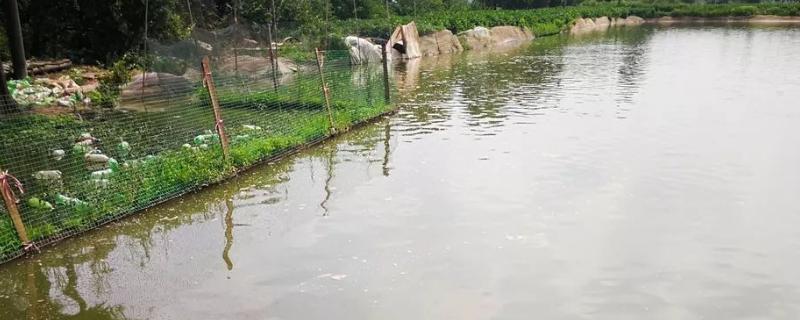 鱼塘亚硝酸盐过高是什么原因,亚硝酸盐过高对鱼有什么影响