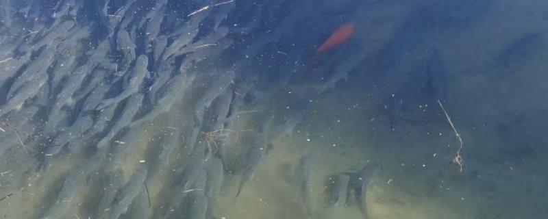 鱼塘水ph值高怎么办，是什么原因导致的